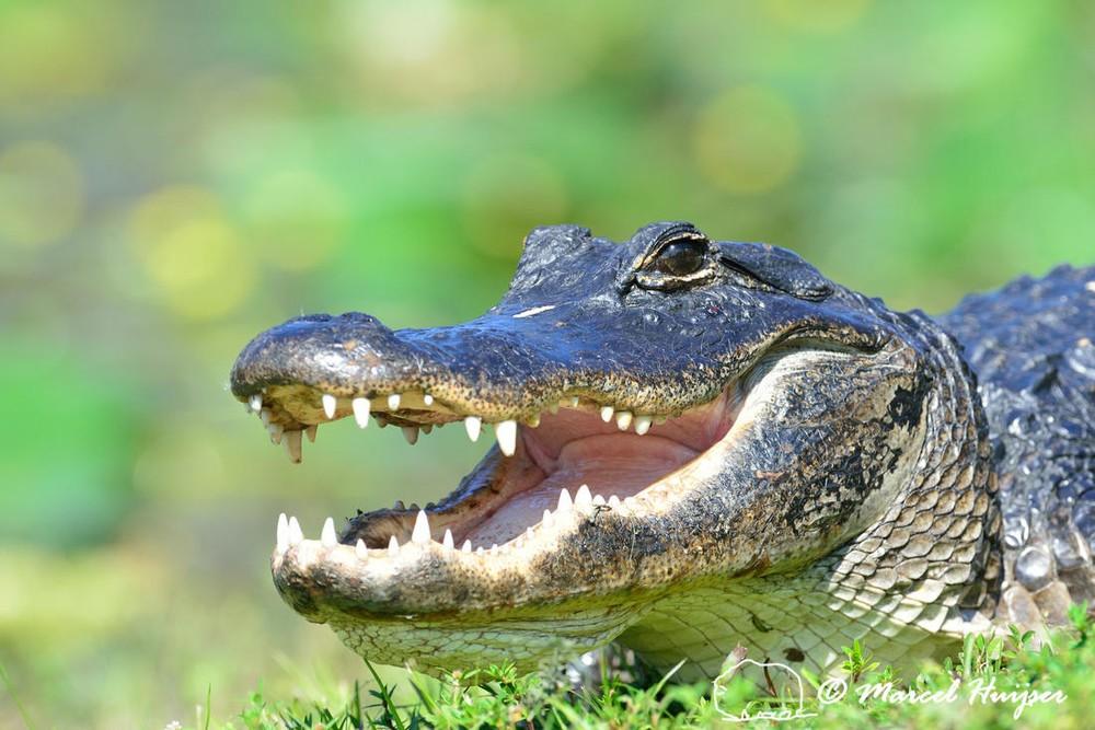 Everglades Airboat Adventure plus a FREE Bicycle Rental in South Beach